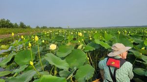 A man in a canoe among many American lotuses in bloom. 