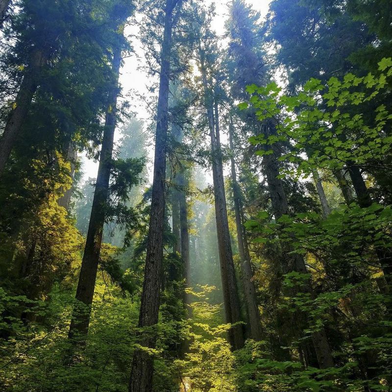 a view of a forest from the floor.