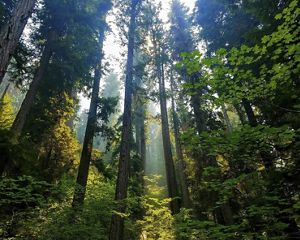 A view of a forest from the floor.