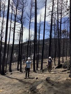 Two people with hard hats stand in a burnt forest.