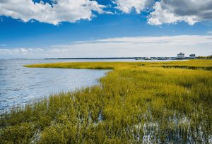 Yellow-green marsh grasses jut out into blue water. 