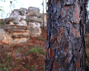 The brown trunk of a longleaf pine stands near gray cliffs.