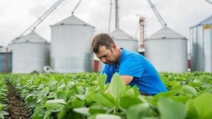 A farmer crouches down in a field with leafy green crops growing.