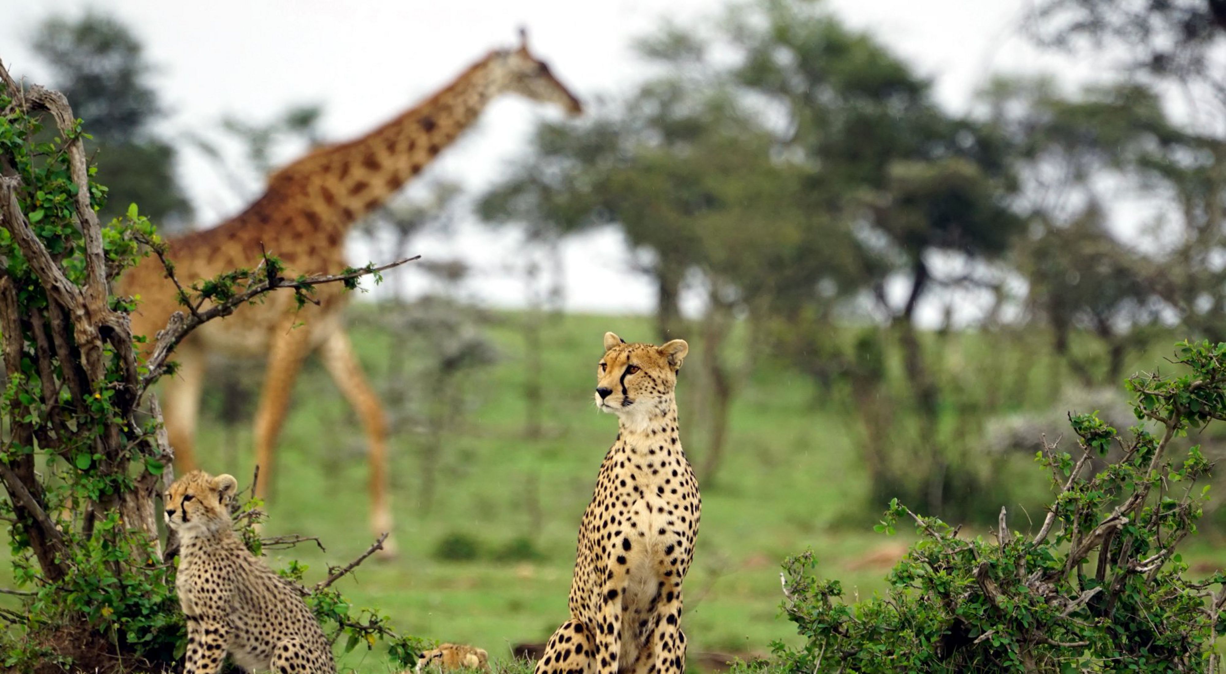A cheetah and her cubs in Kenya with a giraffe in the background