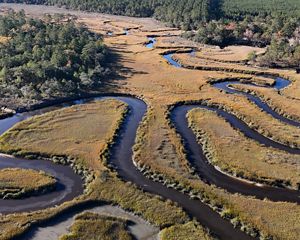 A thin dark-water creek curves through golden marsh grasses.