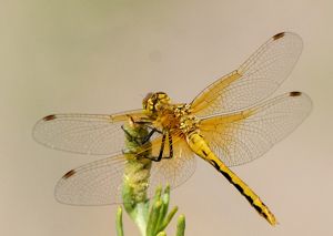 A yellow cherry-faced meadowhawk is perched on a plant. 