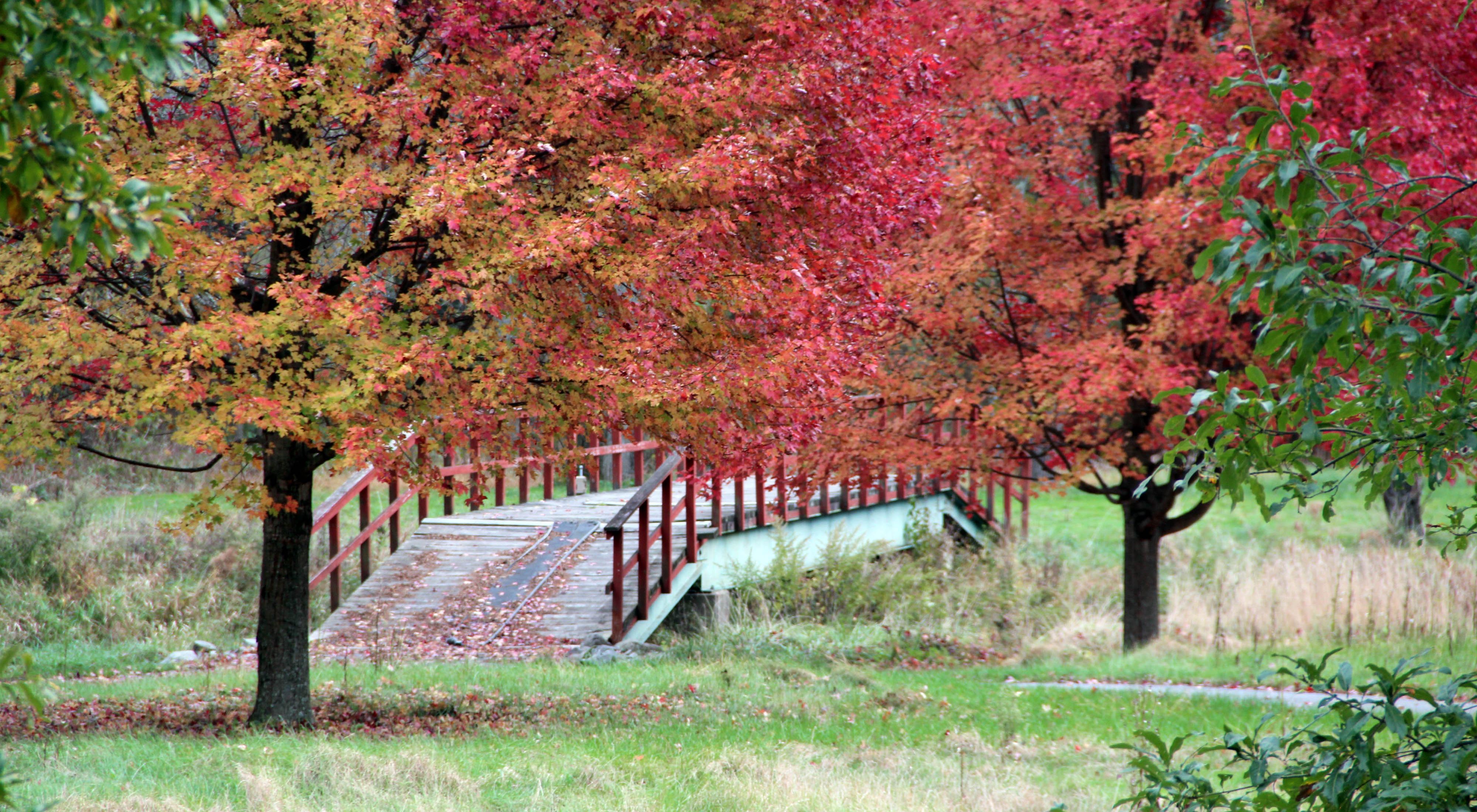 A wide, leaf strewn wooden foot bridge crosses a narrow creek. Two tall maple trees stand in front of the bridge showing brilliant red fall colors.