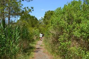 TNC staff members walk through a trail surrounded by medium size shrubs.