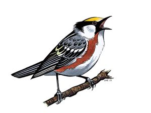 An illustration of a chestnut sided warbler.