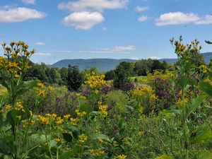 A green field full of wildflowers and a mountain in the background.