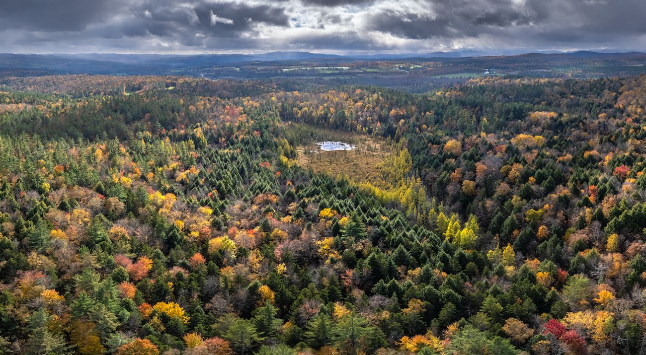 Aerial view of a vast, dense forest with autumn-colored trees interspersed with green conifers and a bog in the center of the forest.