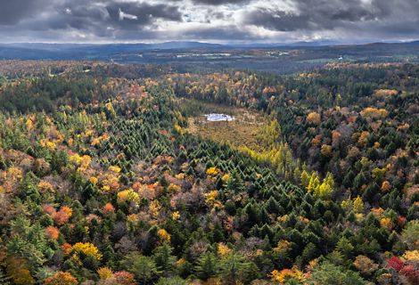 Aerial view of a vast forest filled with autumn-colored trees and a small lake in the center of it.