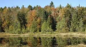 A pond in the foreground with dense forest along the far bank.