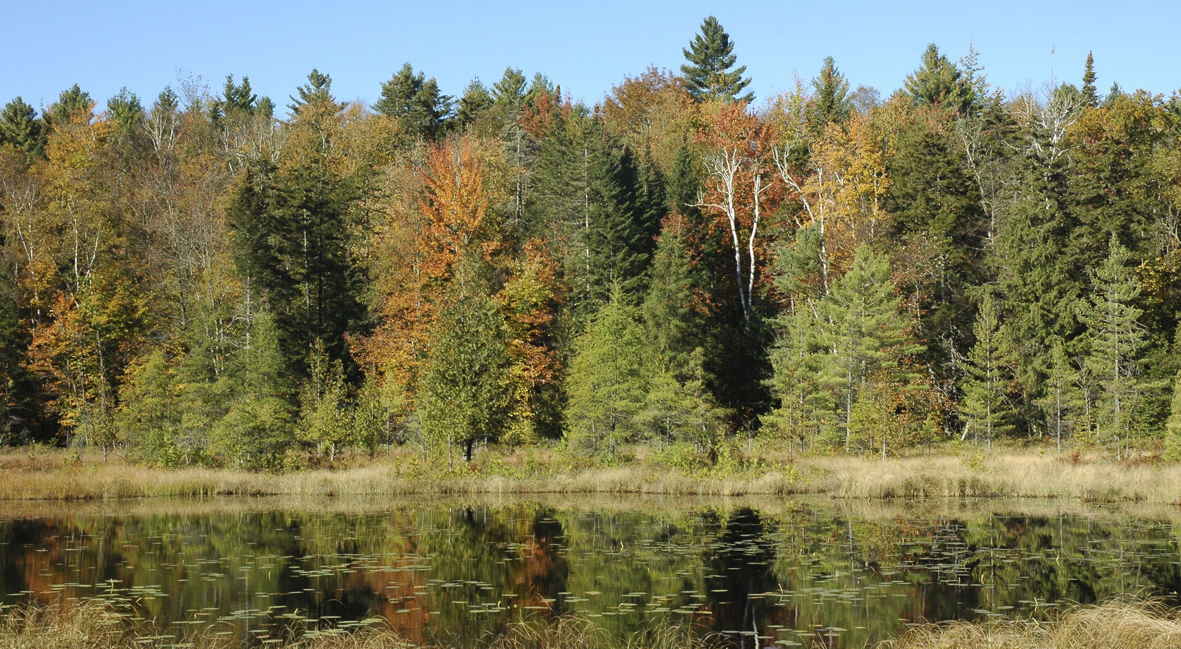 A pond in the foreground with dense forest along the far bank.