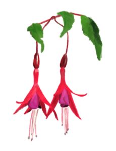 Plant with two red dangling flowers.