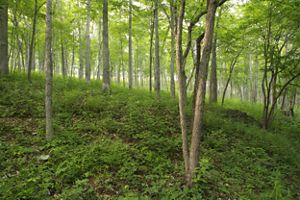 A forested landscape with open savanna. 