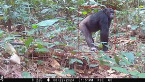 A side profile of a chimpanzee features it standing in the forest and looking at the camera.