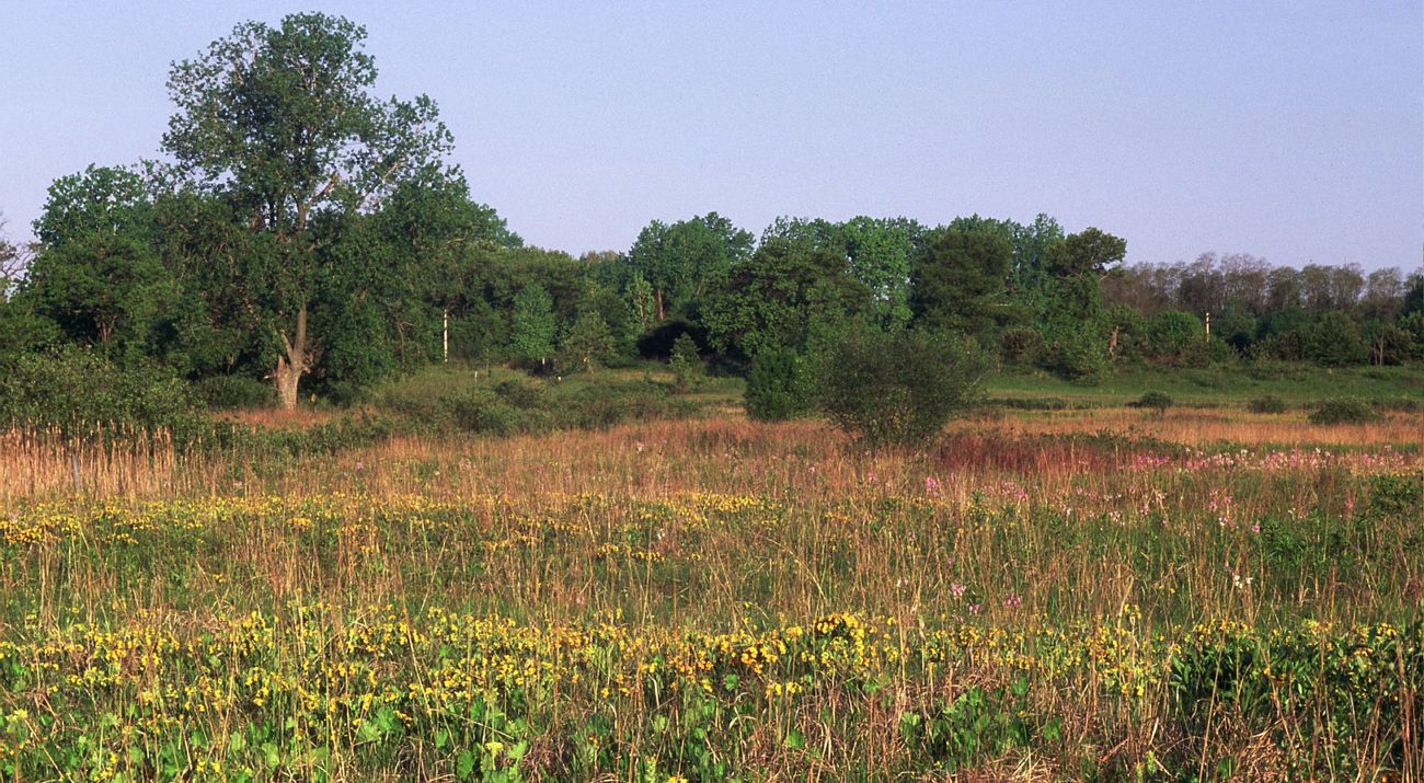 Flowering grasslands with trees in the background.