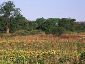 Shooting stars in bloom at Chiwaukee Prairie, Wisconsin