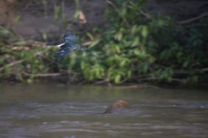 A kingfisher flying over a river.
