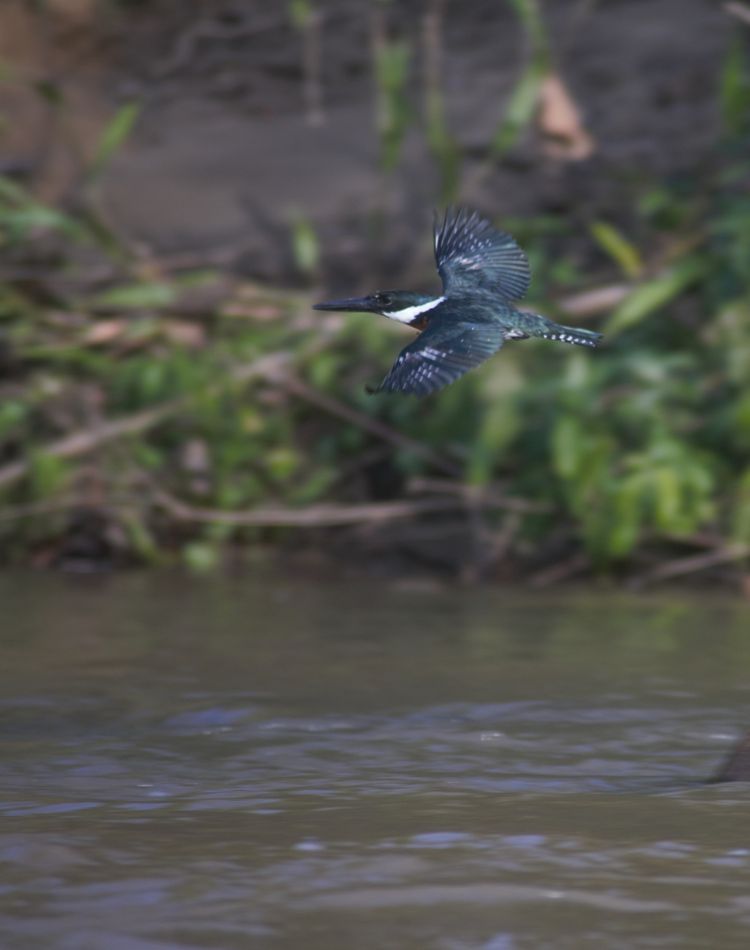 A kingfisher flying over a river.
