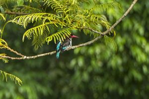a vibrant bird sits on a tree branch.