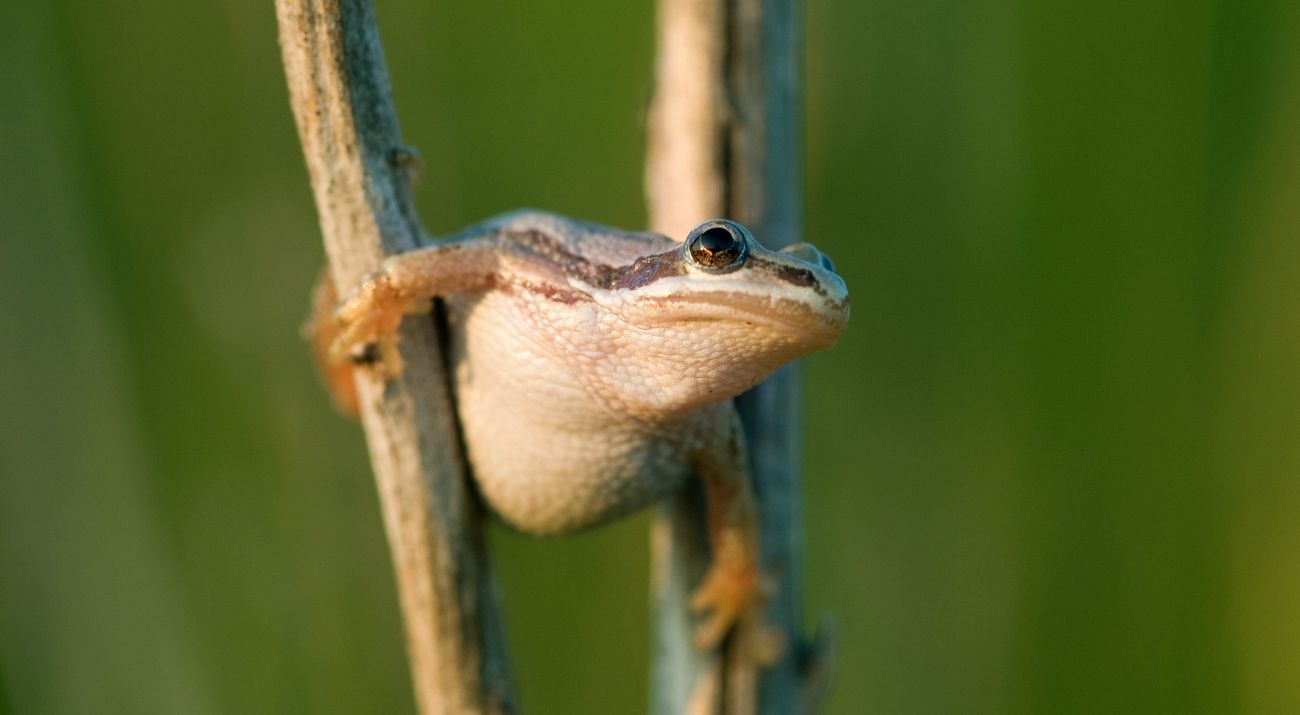 Small white-bellied chorus frog perched perched between two wetland reeds.