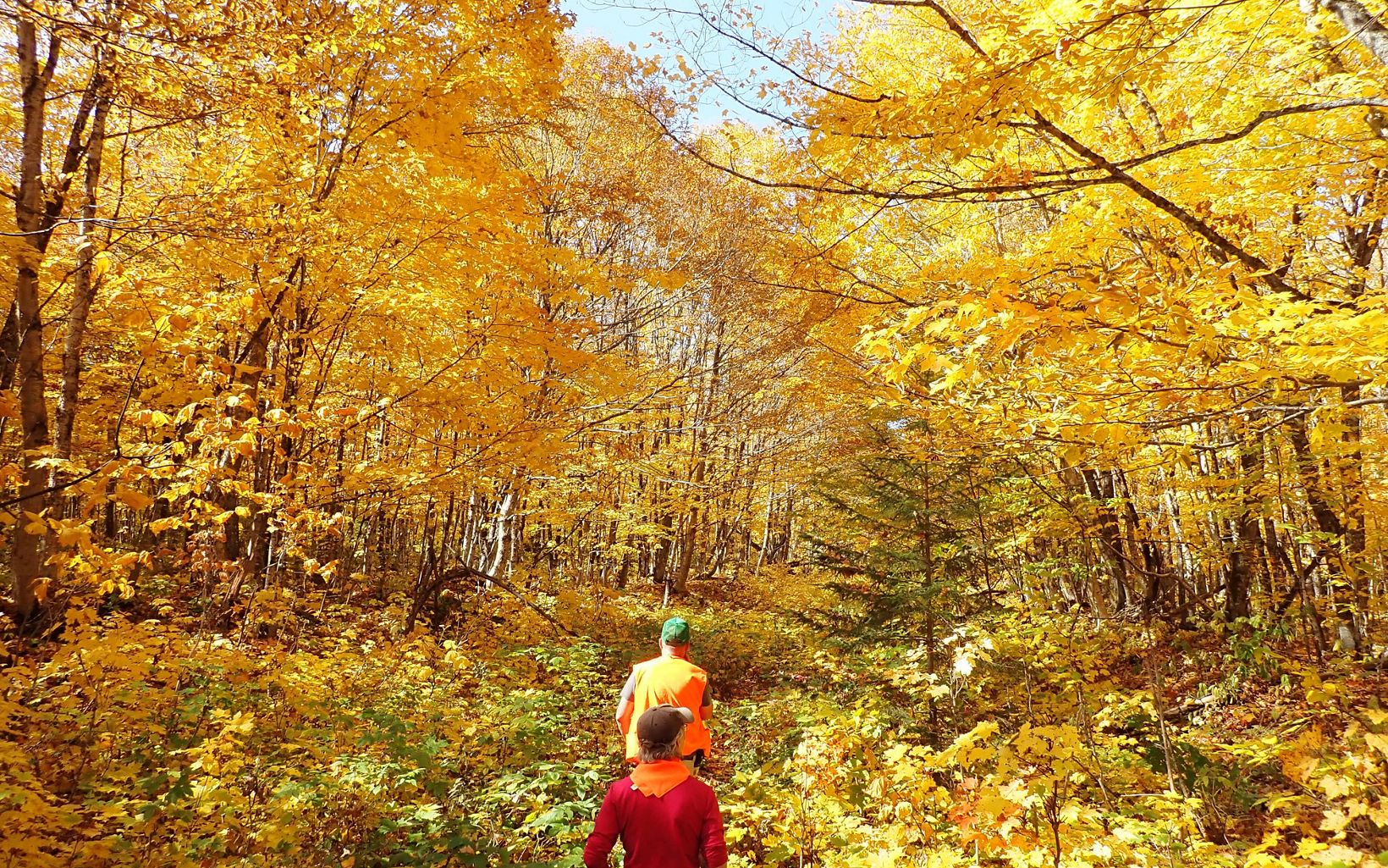Two people walk on a trail surrounded by brilliant yellow foliage.