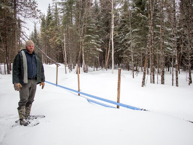 Chris Stone stands in snowshoes beside blue plastic pipes that carry sap from trees the sugarhouse.