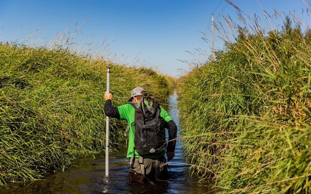 a restoration ecologist standing in the thigh-high water of a drainage ditch, while holding a measuring stick.