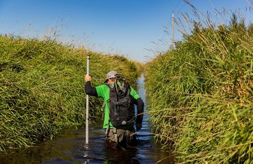 a restoration ecologist standing in the thigh-high water of a drainage ditch, while holding a measuring stick.