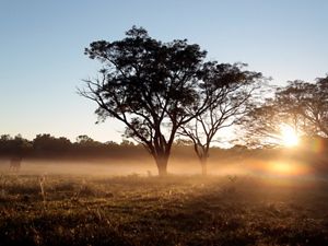 Agricultural expansion and intensification threaten South America's largest tropical dry forest.