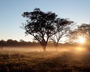 Agricultural expansion and intensification threaten South America's largest tropical dry forest.