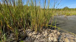 reeds regrowing around bagged oyster shells, creating a natural buffer with some help from oyster shell recycling.