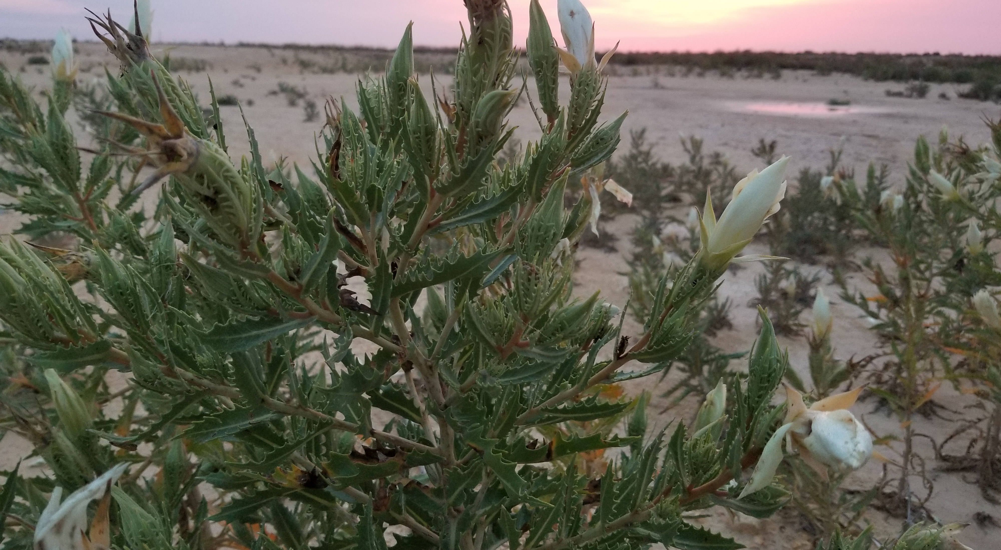 Closeup of white flower buds on a prickly-leaved plant with a desert sunset in the background.