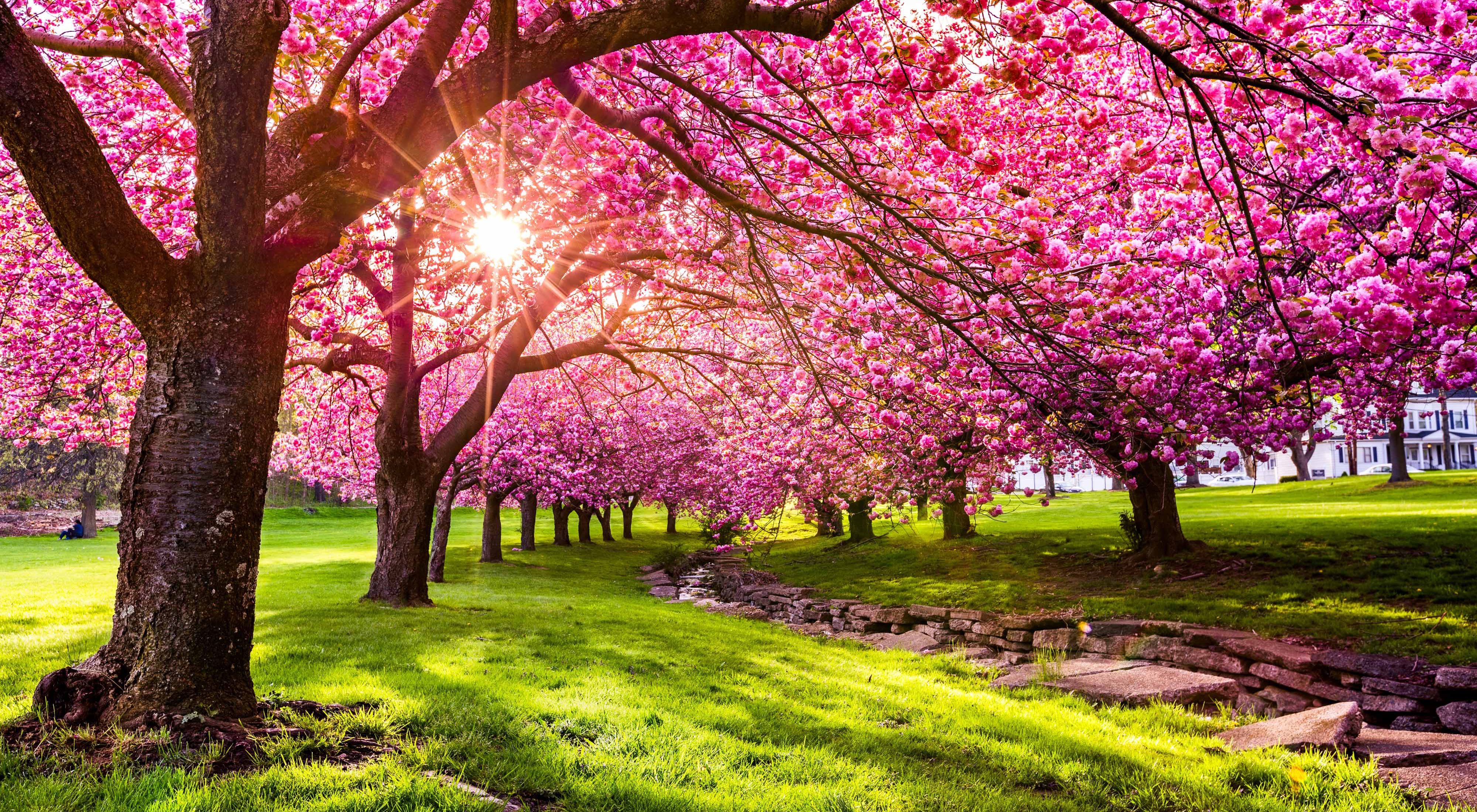 Trees with pink blossoms line a creek