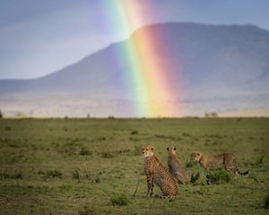 A rainbow shines down on an African plain while several cheetahs sit in the foreground.