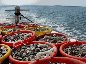 Buckets of oysters on the back of a boat cruising through the Chesapeake Bay. 