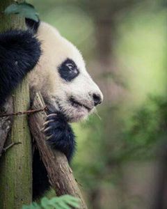 a panda clinging onto a post looking left.
