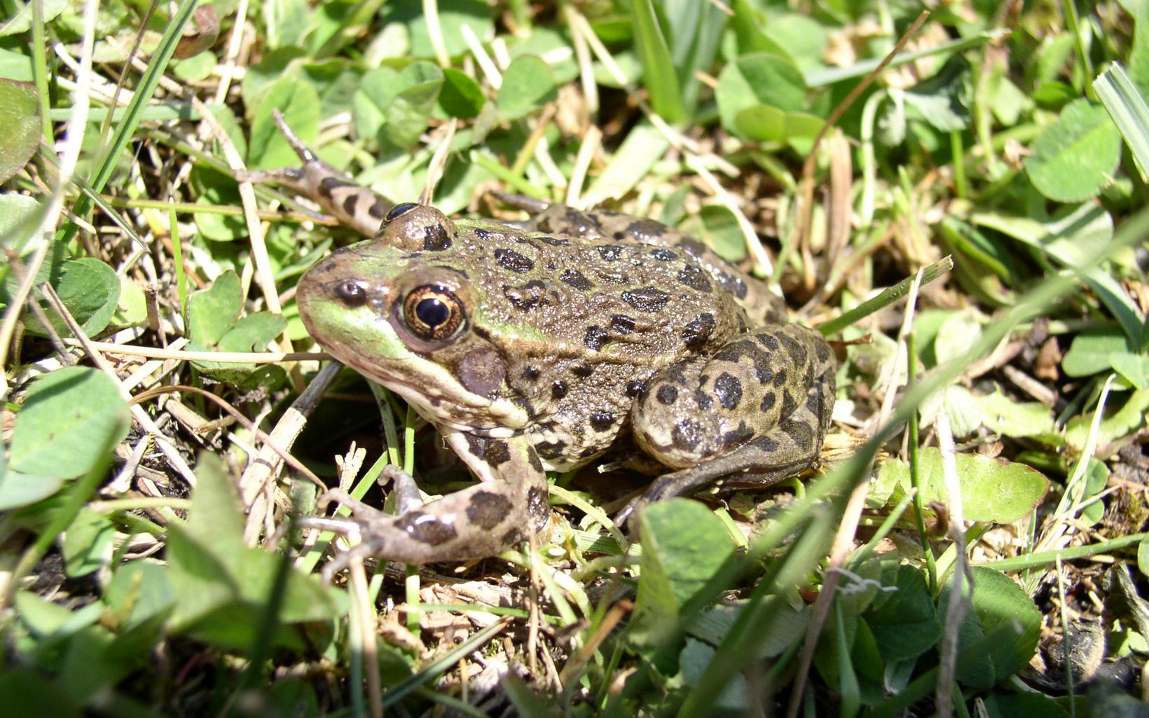 Spotted frog in grass illuminated by sunlight.