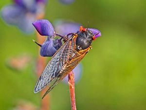 A cicada on a flower.