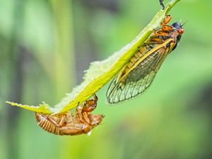 Cicada on a leaf after shedding their exoskeleton.