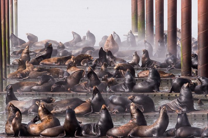 Docks in Astoria taken over by California Sea Lions.