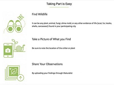Graphics and text for how to take part in the City Nature Challenge. Illustrations include binoculars, a smartphone and several stacked photos.