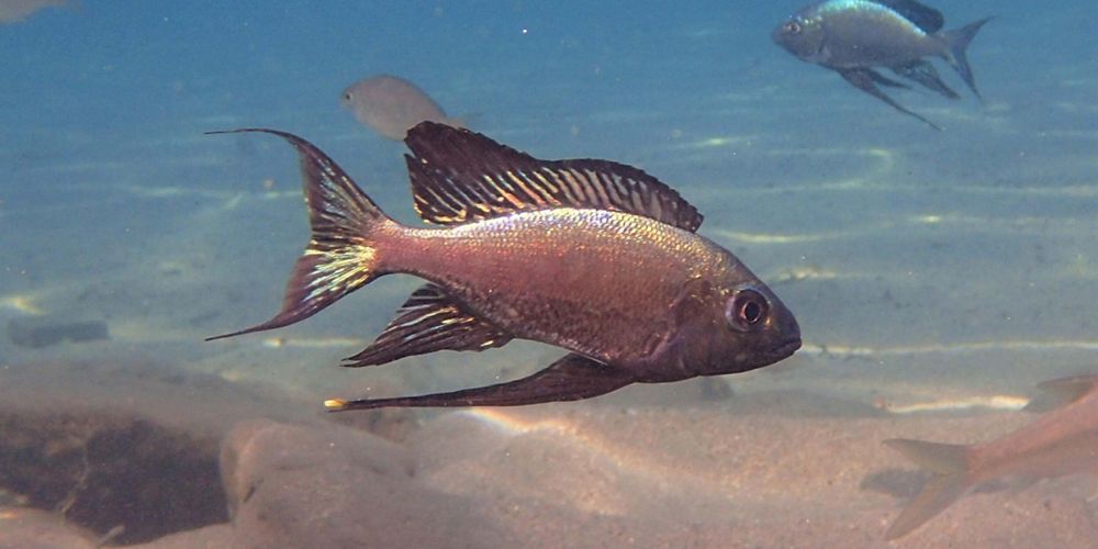An underwater view of a cichlid swimming.