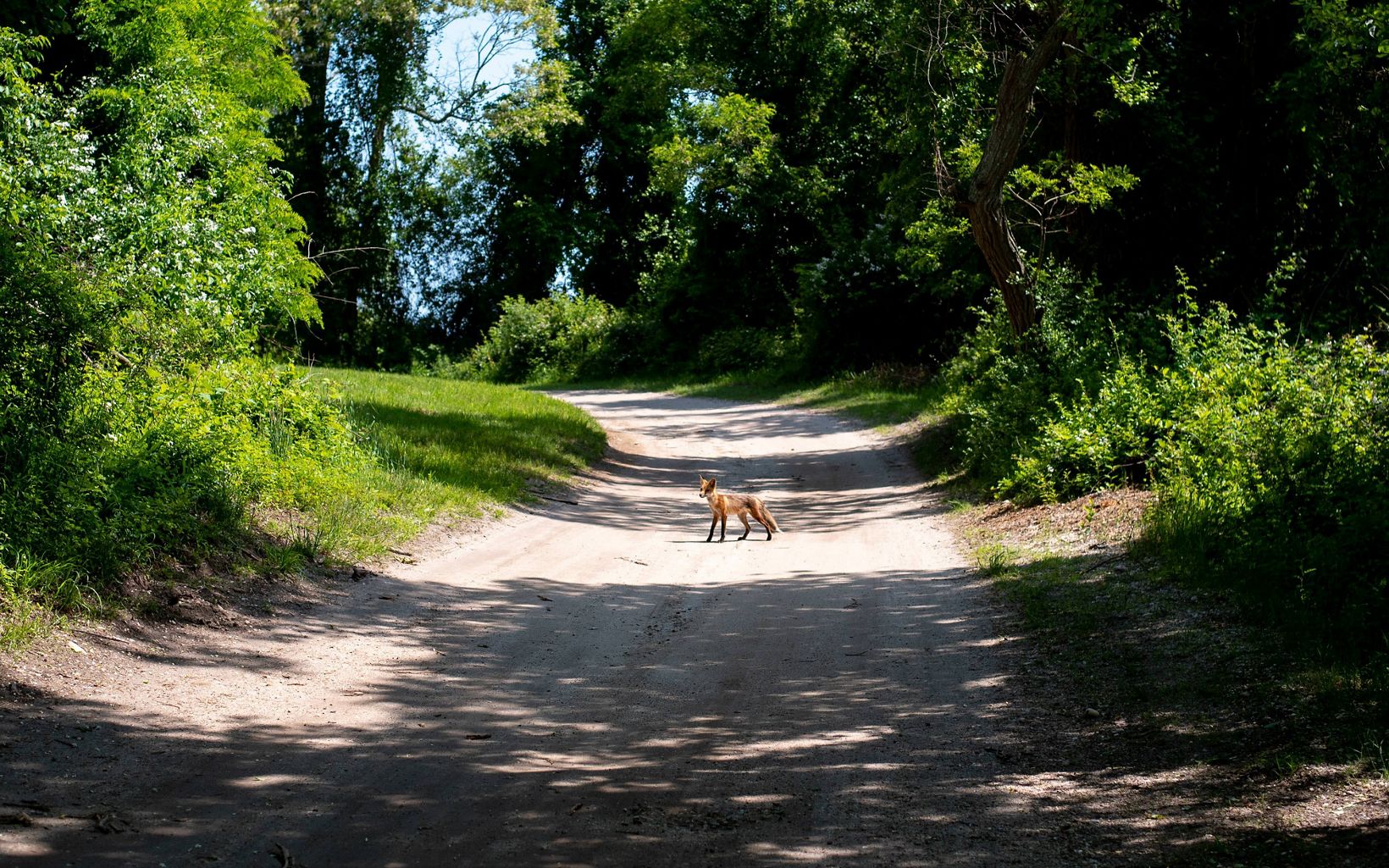 A small, brown and black fox stands in the sun in the middle of a gravel road.