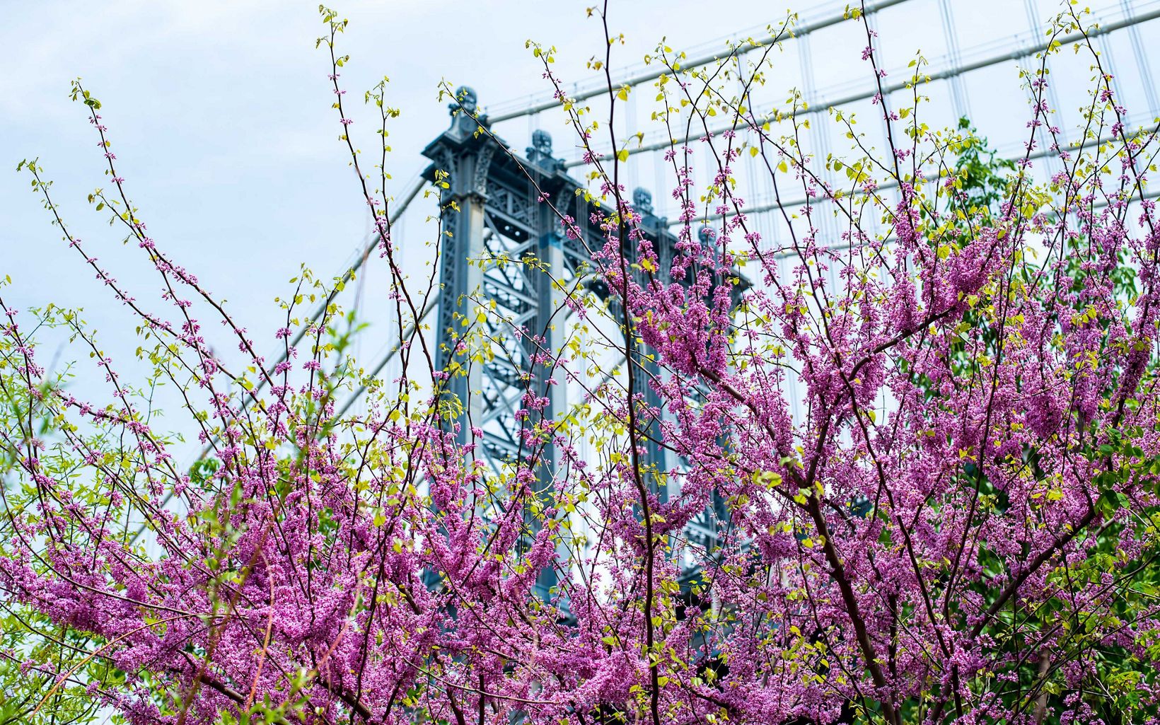 A bush covered in tiny purple flowers blooms with the Brooklyn Bridge in the background.