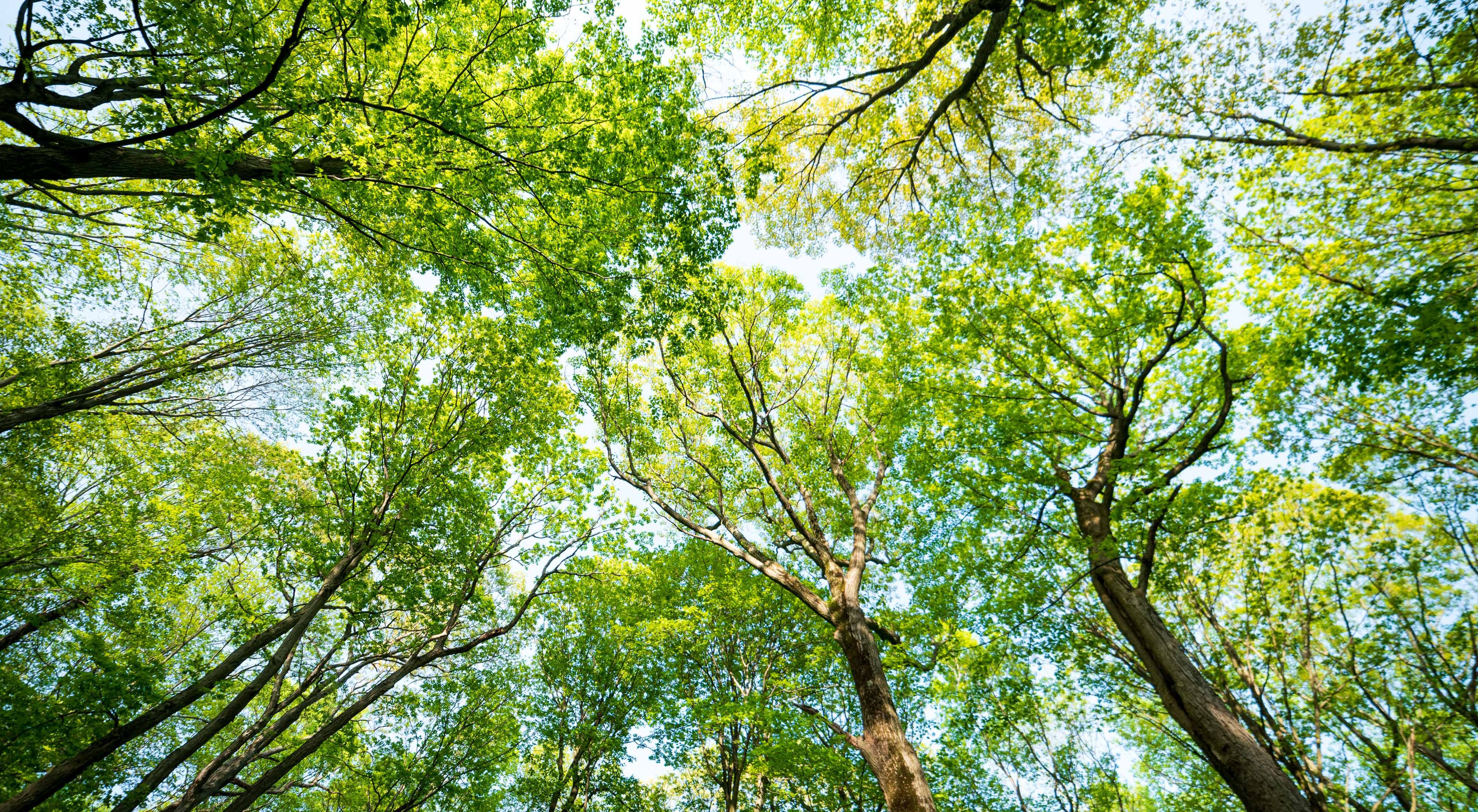 Looking up to a canopy of green, densely populated trees.