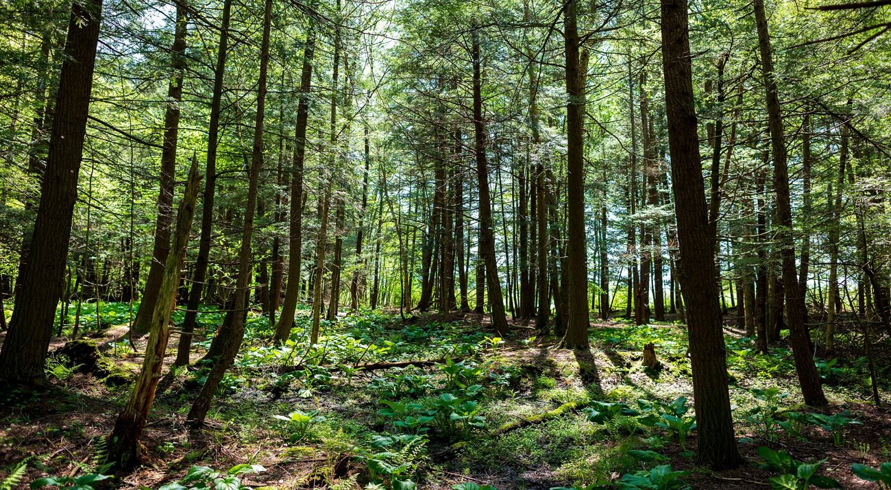 A view through a flat forested landscape with a covering of green plants.