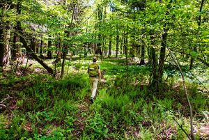 A man walking on a trail with ferns, trees and shrubs surrounding him. 